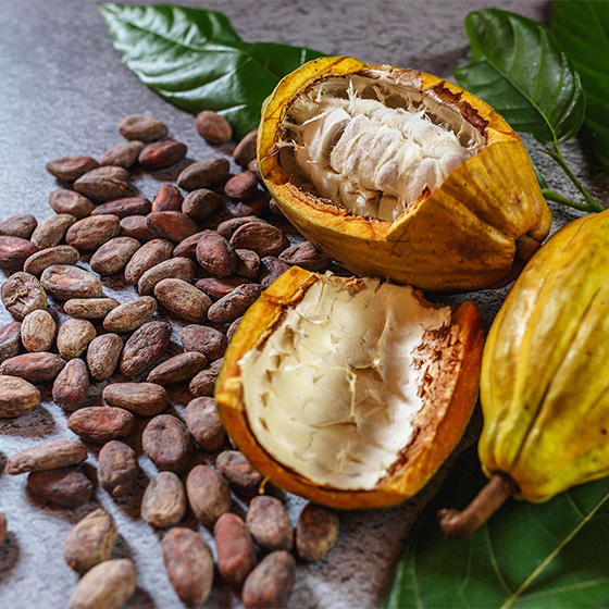 Health Benefits Of  Cocoa Wholesale
